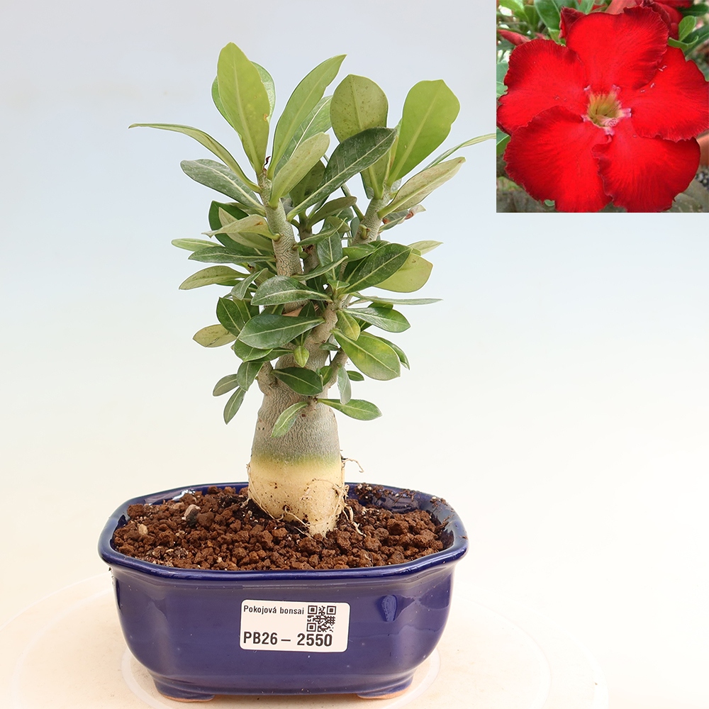 Bonsaï d'intérieur - Adenium obesum Red Star - Rose du désert