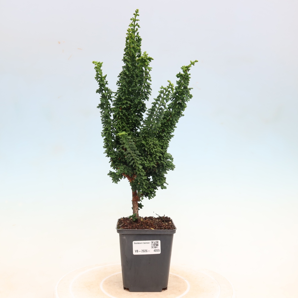 Bonsaï d'extérieur - Cham. obtusa SEKKA HINOKI - Cyprès