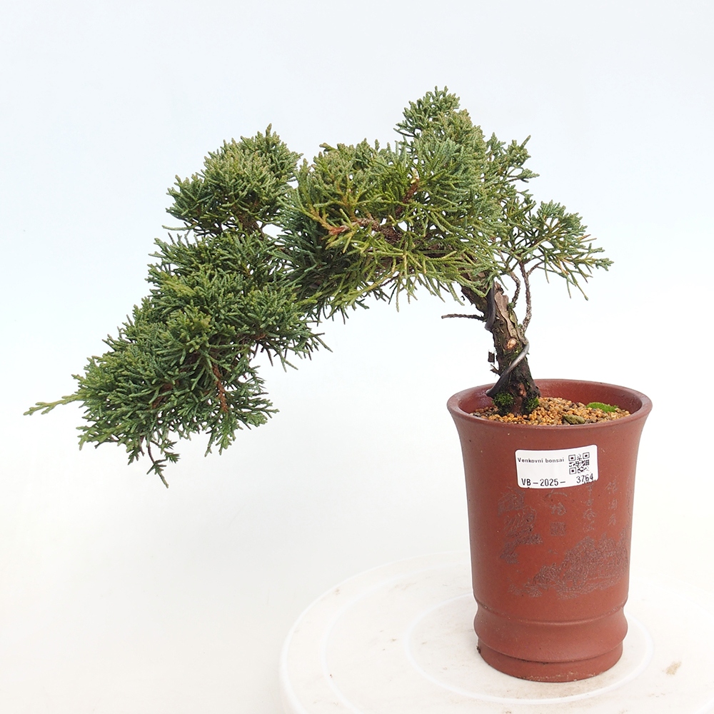 Bonsaï d'extérieur - Juniperus chinensis Kishu