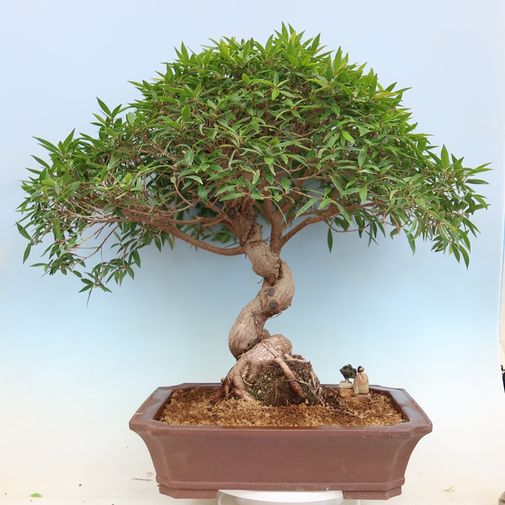 Salle bonsaï - Ficus nerifolia - ficus à petites feuilles