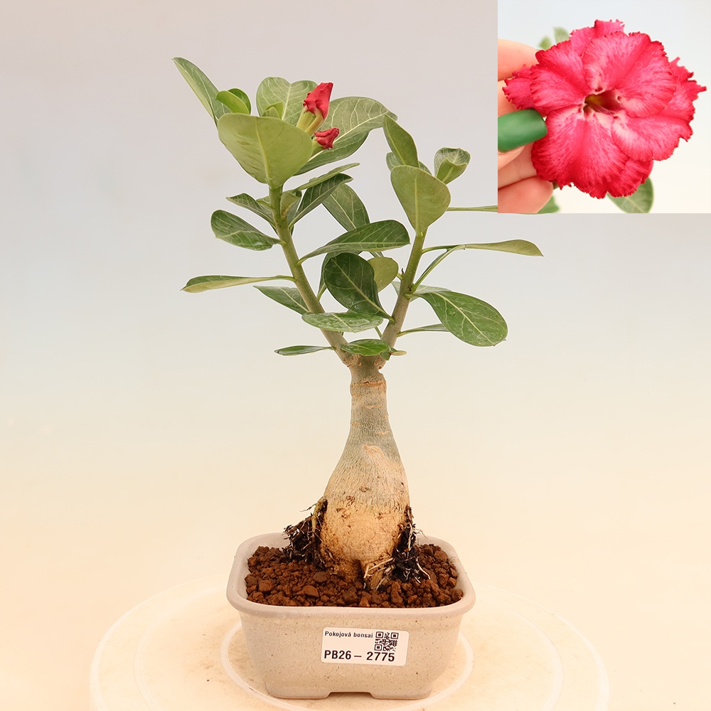 Bonsaï d'intérieur - Adenium obesum greffé V.F.S.326  - Rose du désert