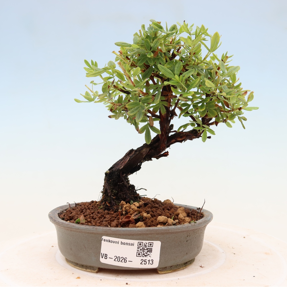 Bonsaï d'extérieur - Potentila fruticosa