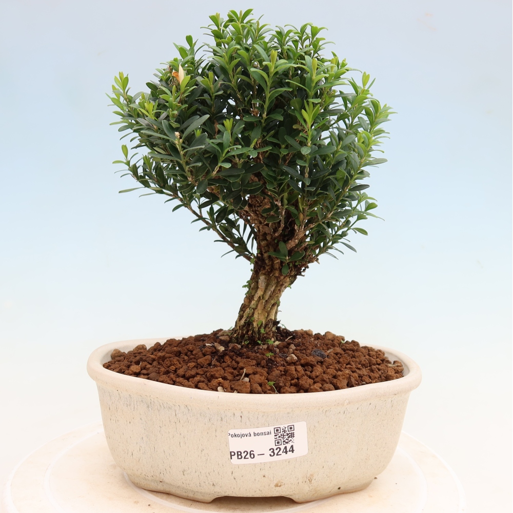 Bonsaï de chambre - Buxus harlandii - buxus liège