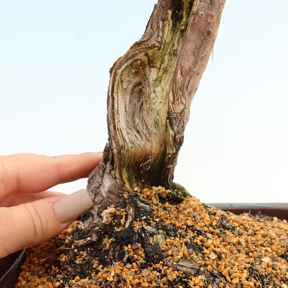 Bonsaï d'extérieur - Juniperus chinensis Itoigawa-Juniperus chinensis
