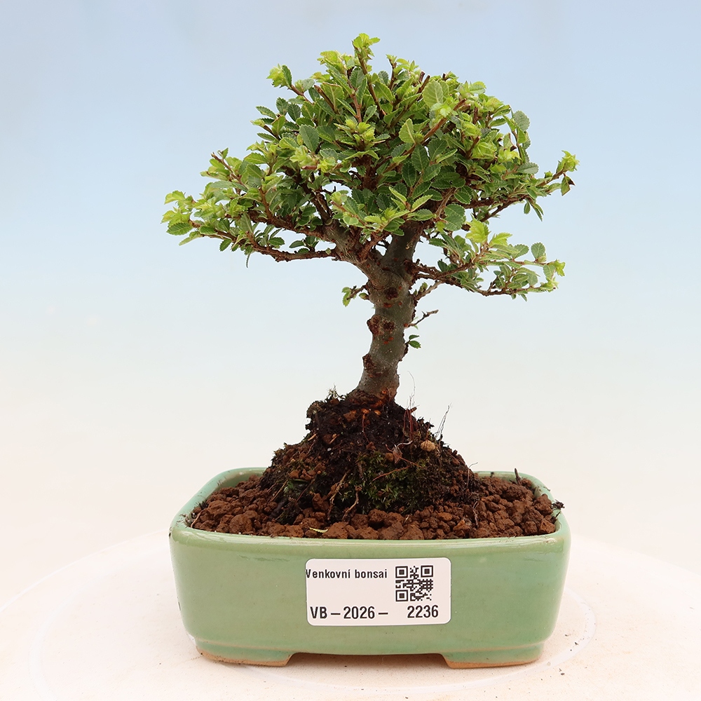 Bonsaï d'extérieur - Ulmus parvifolia Sagei - Orme à petites feuilles