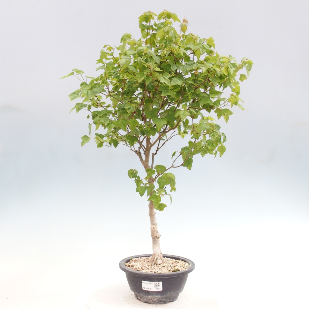 Bonsaï d'extérieur - Acer Buergerianum - Burger Maple