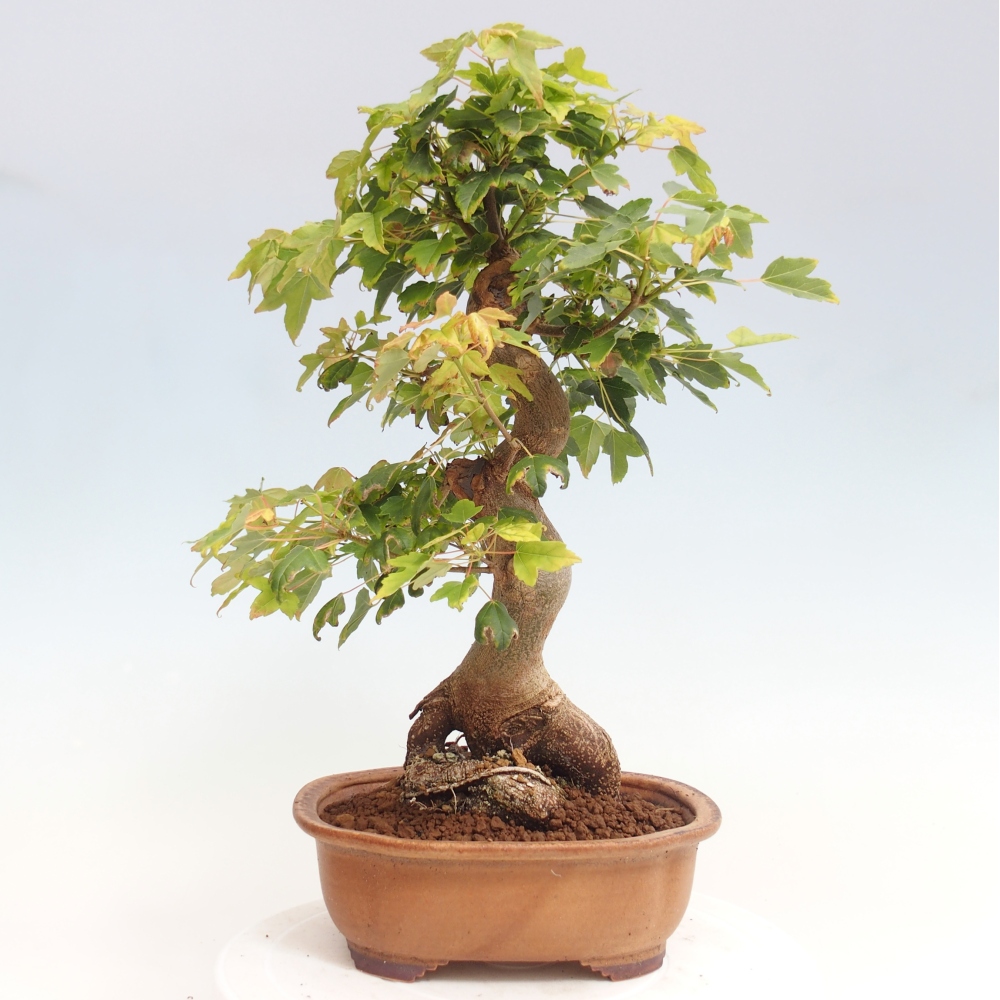 Bonsaï d'extérieur - Acer Buergerianum - Burger Maple