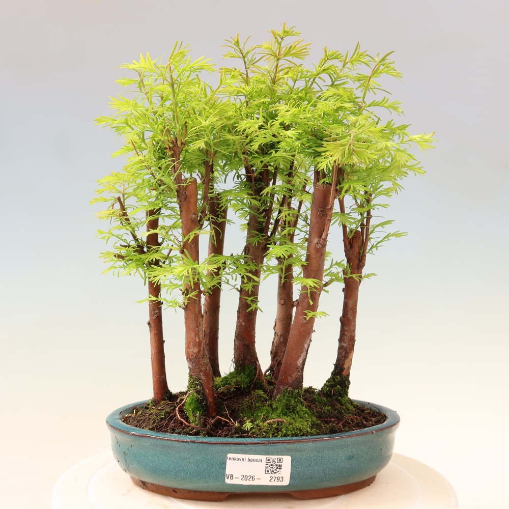 Bonsaï d'extérieur - Metasequoia glyptostroboides - Métaséquoia de Chine - petit bosquet