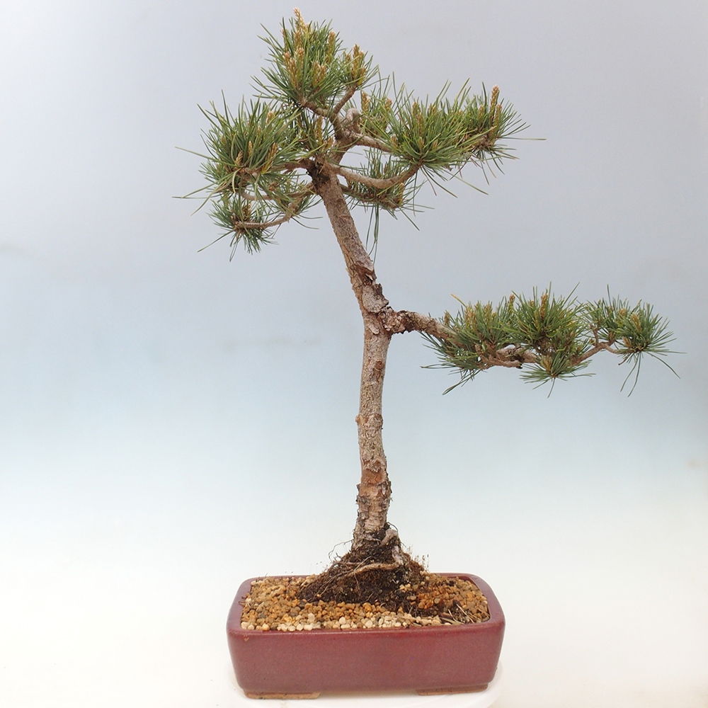 Bonsaï d'extérieur - Pinus Sylvestris Watererri - Pin sylvestre