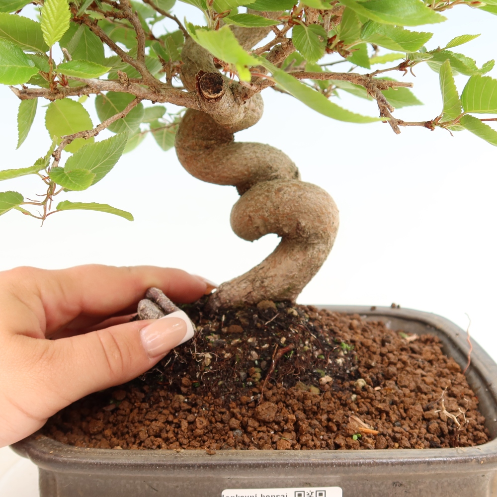 Bonsaï d'extérieur -Carpinus Coreana - Charme de Corée