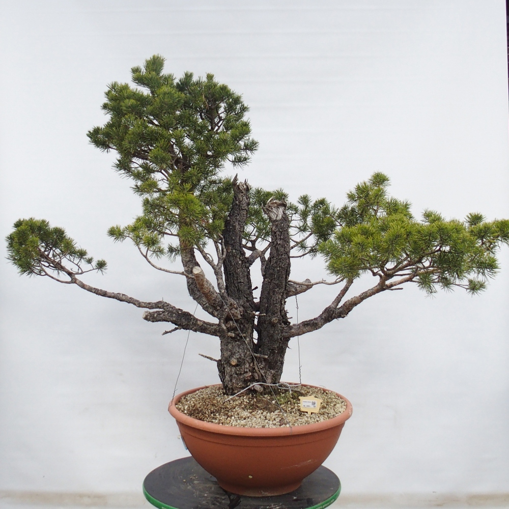 Yamadori - Pinus sylvestris Espagne
