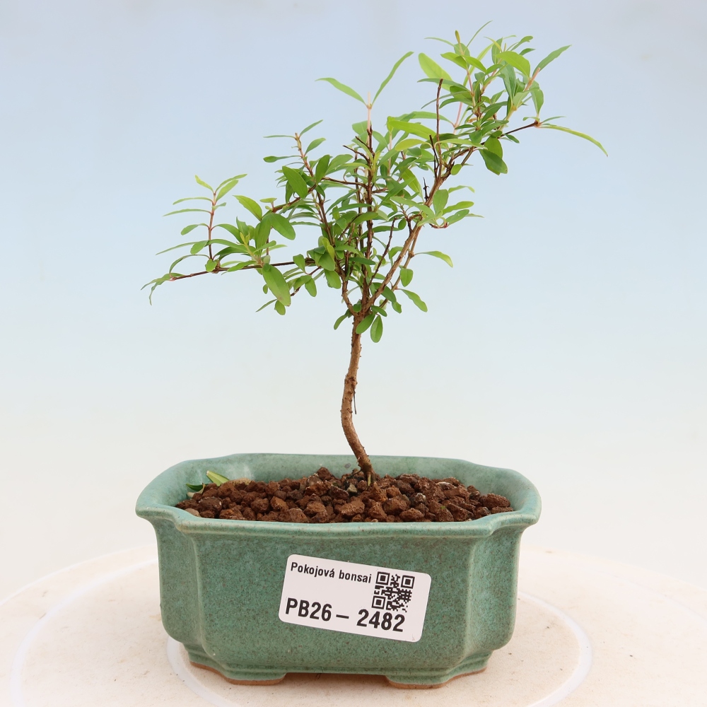 Bonsaï de chambre-PUNICA granatum nana-Pomme grenat