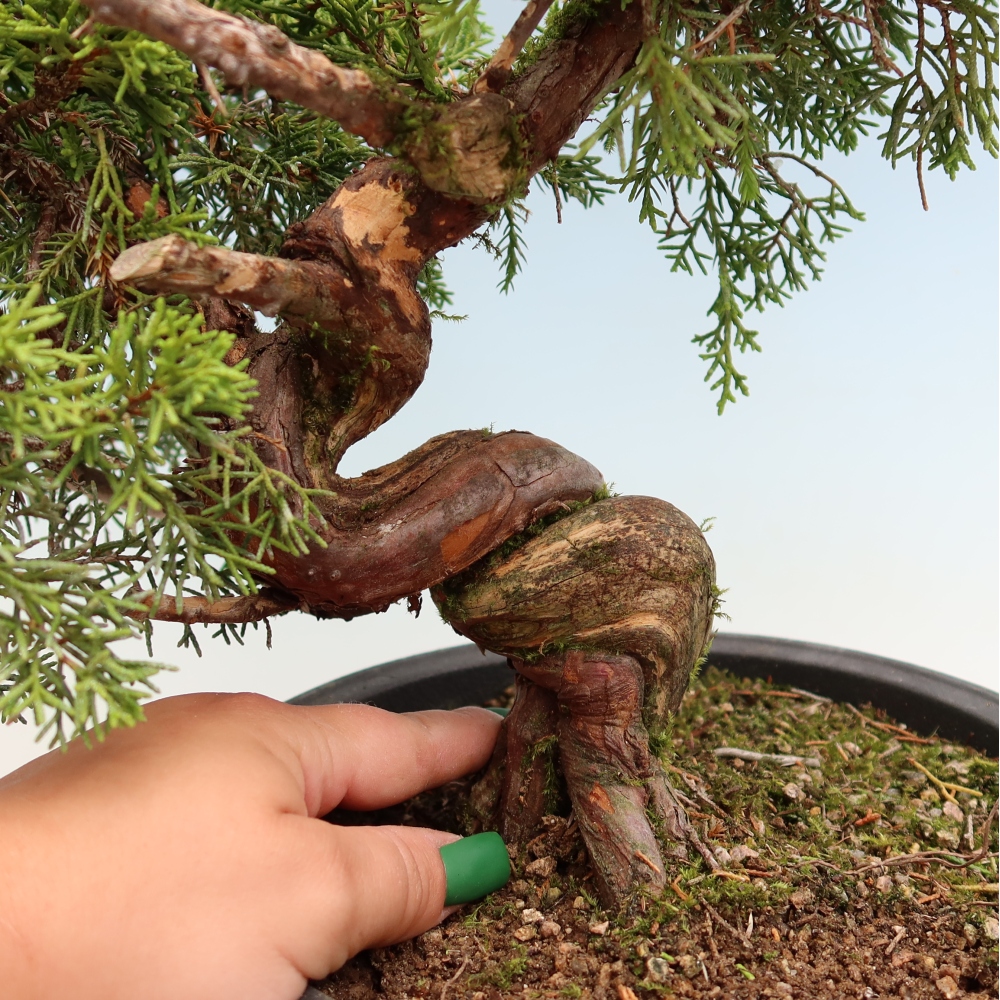 Bonsaï d'extérieur - Juniperus chinensis Itoigawa-Juniperus chinensis