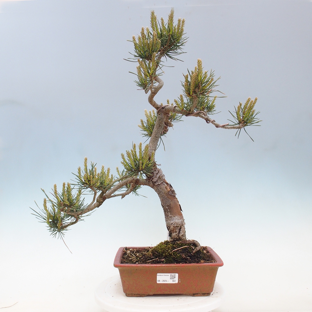 Bonsaï d'extérieur - Pinus Sylvestris Watererri - Pin sylvestre