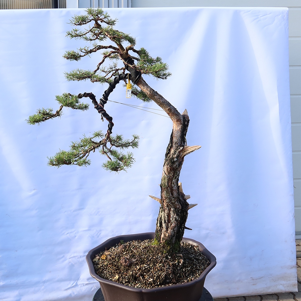 Pinus sylvestris Espagne - pin sylvestre