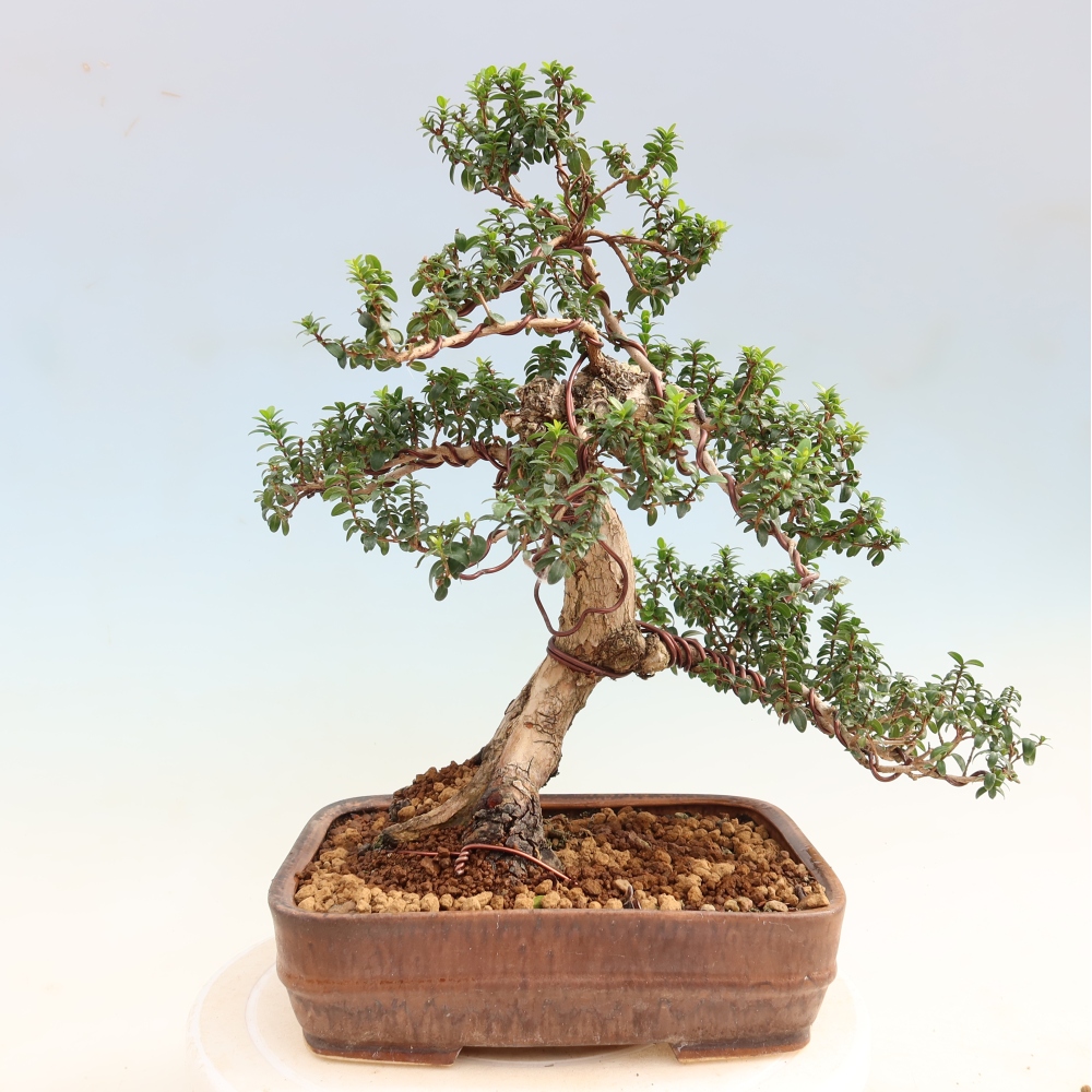 Bonsaï de chambre - Myrtus communis - Myrte