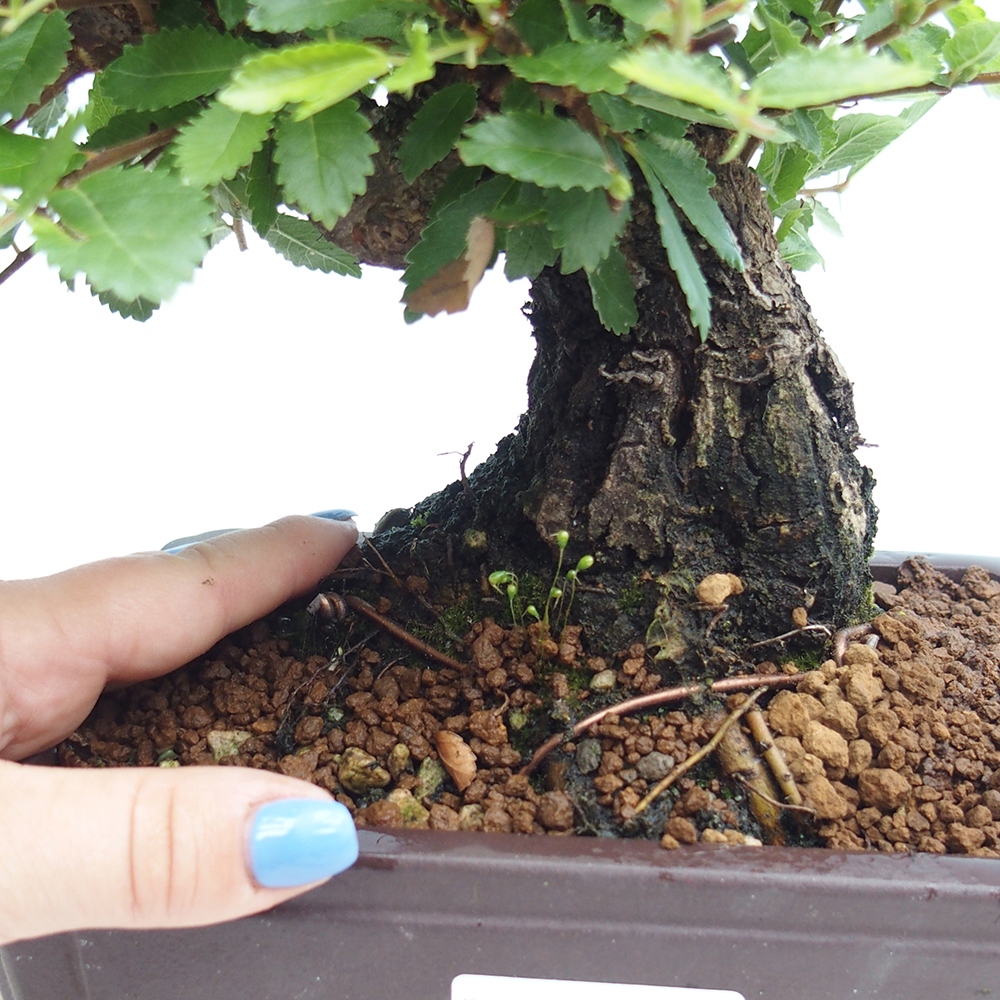 Bonsaï d'extérieur - Zelkova - Zelkova NIRE