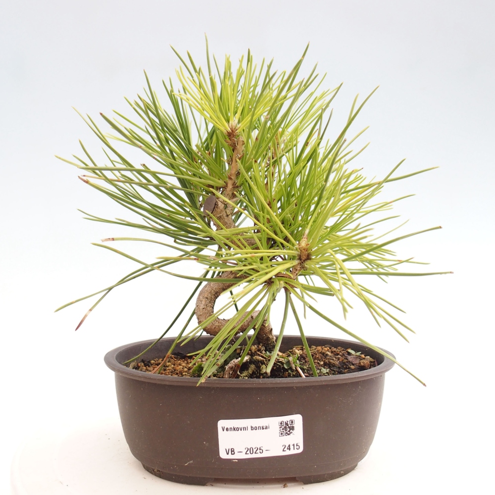 Bonsaï d'extérieur - Pinus thunbergii - Pin de Thunberg