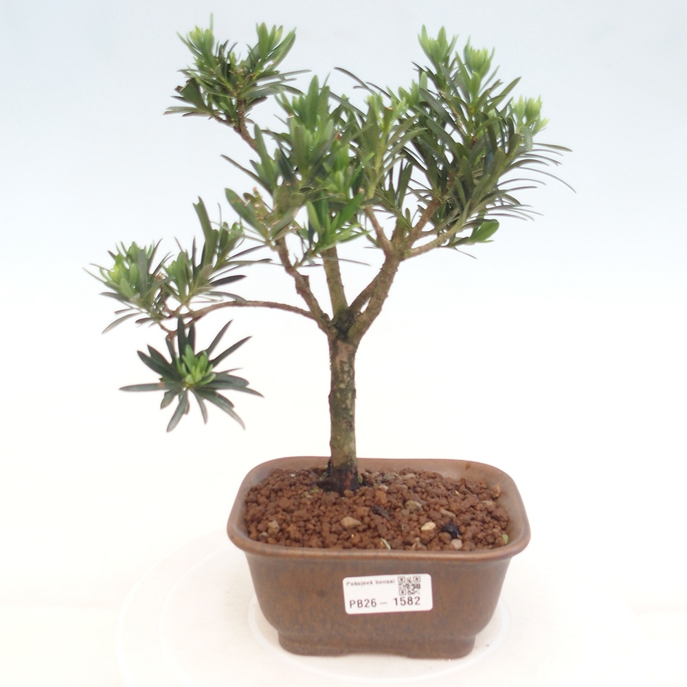 Salle bonsaï - Podocarpus - If en pierre