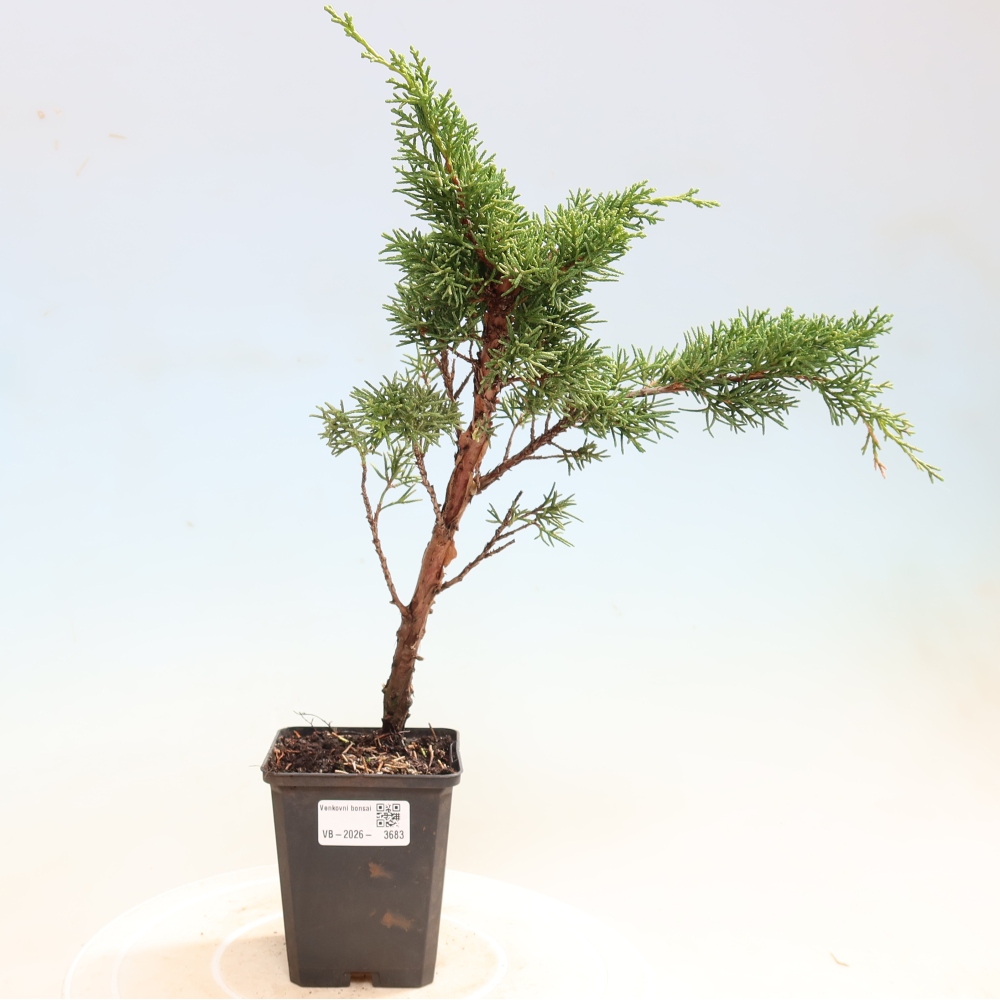 Bonsaï d'extérieur - Juniperus chinensis Kishu