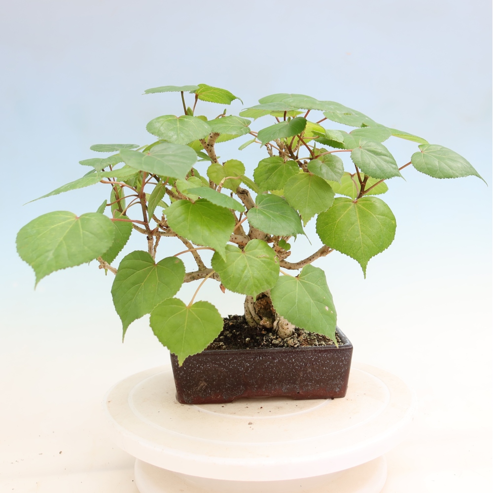 Bonsaï d'intérieur - Hibiscus tiliaceus - Hibiscus de mer
