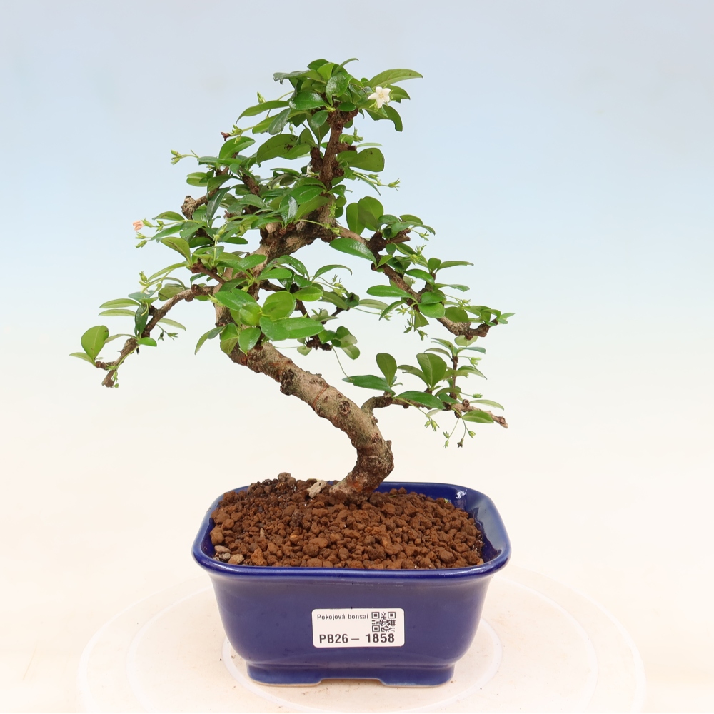 Bonsaï de chambre - Carmona macrophylla - Tea fuki