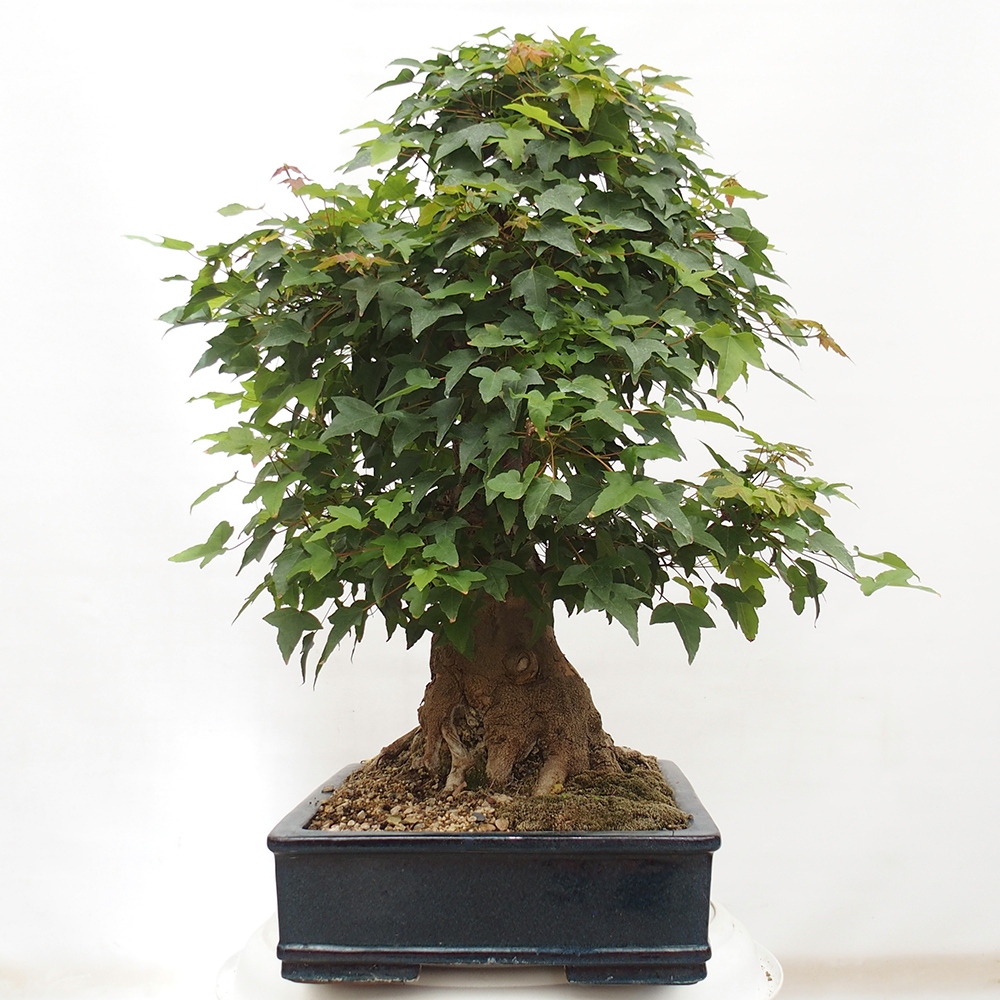 Bonsaï d'extérieur - Acer Buergerianum - Burger Maple