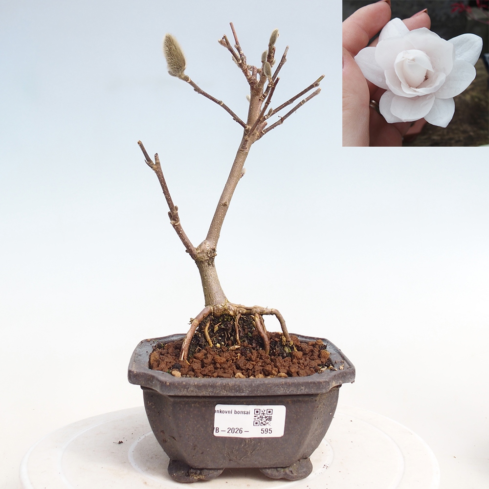Bonsaï d'extérieur - Magnolia stellata