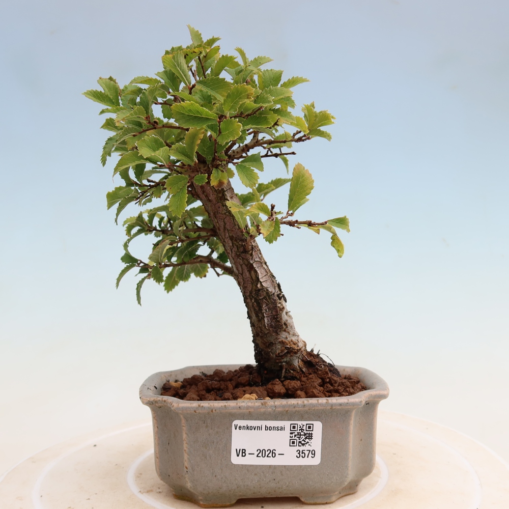 Bonsaï d'extérieur - Zelkova - Zelkova NIRE