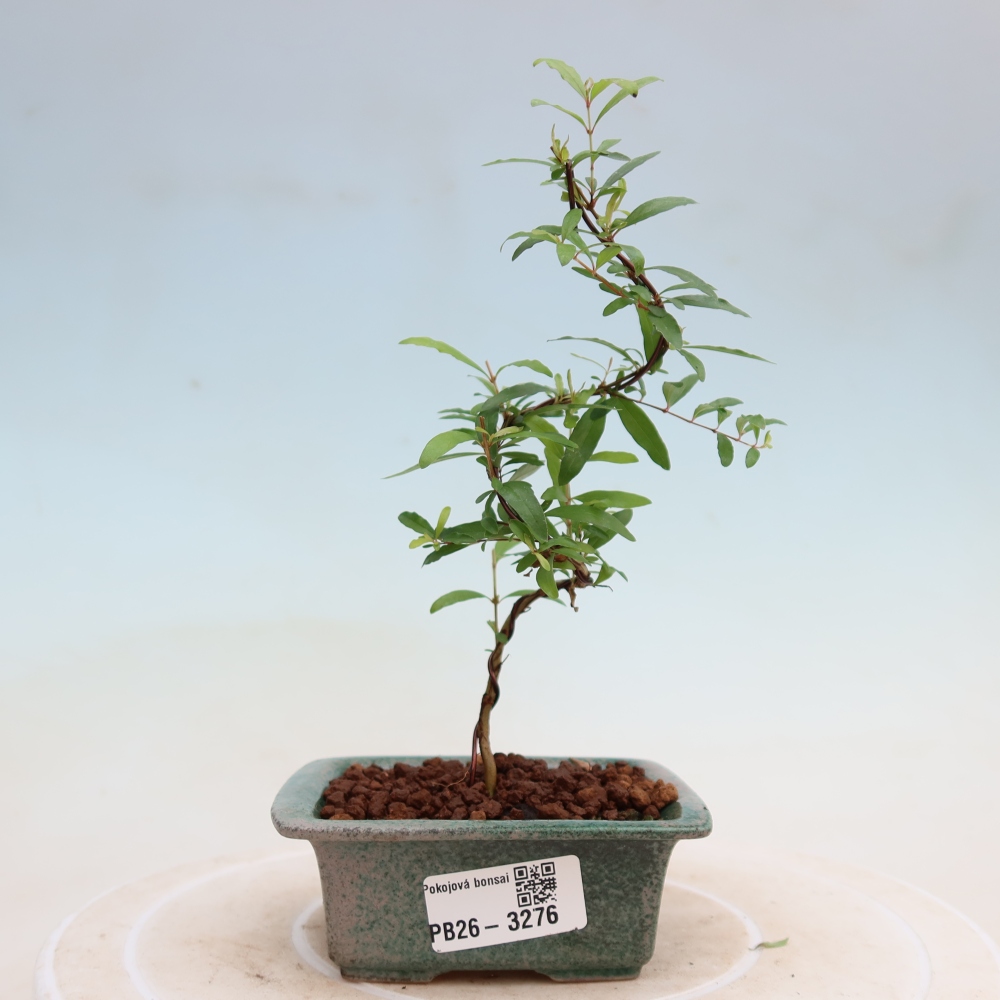 Bonsaï de chambre-PUNICA granatum nana-Pomme grenat