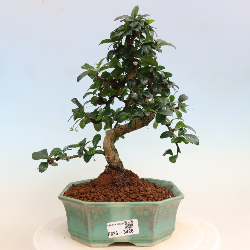 Bonsaï de chambre - Carmona macrophylla - Tea fuki