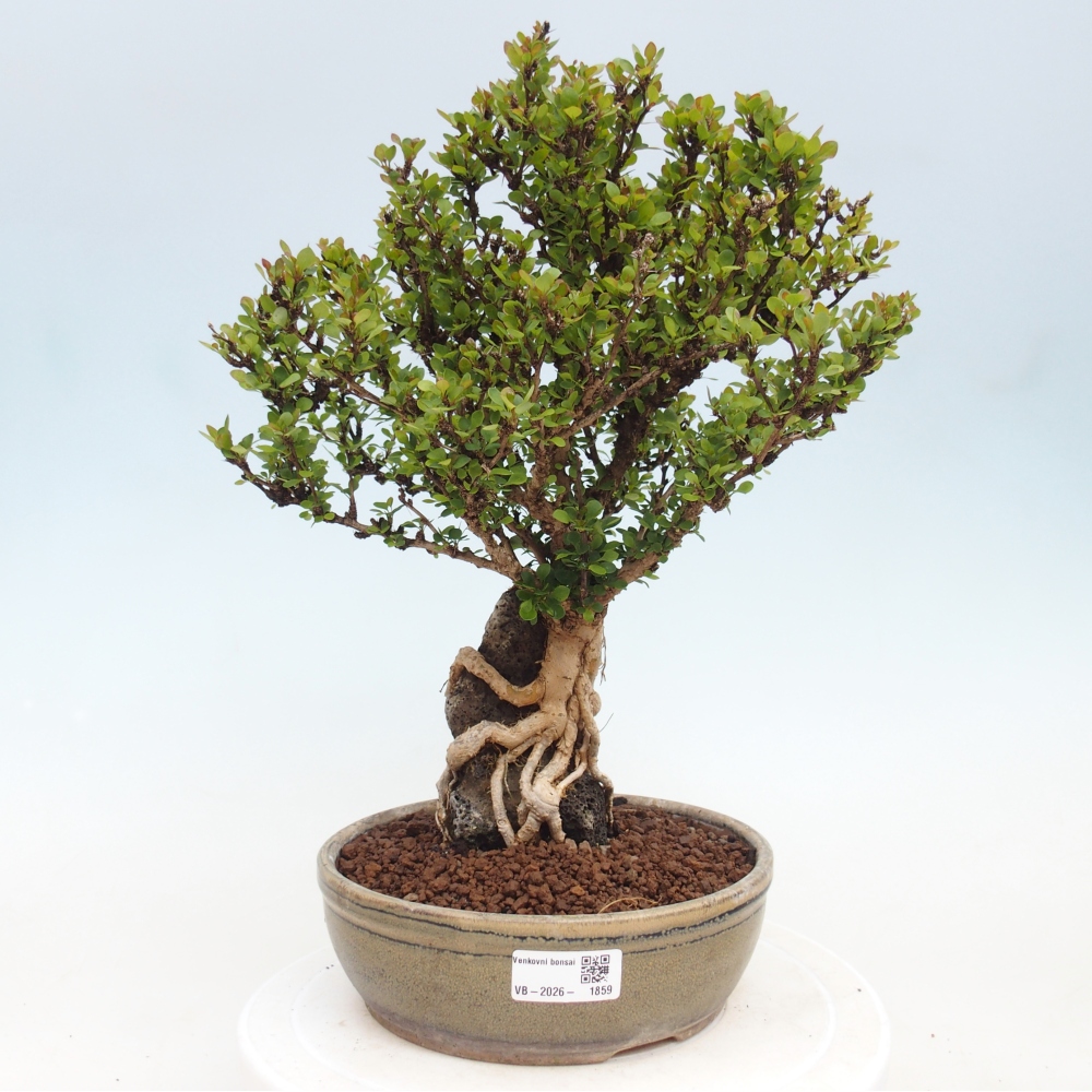 Bonsaï d'extérieur - Berberis coreana
