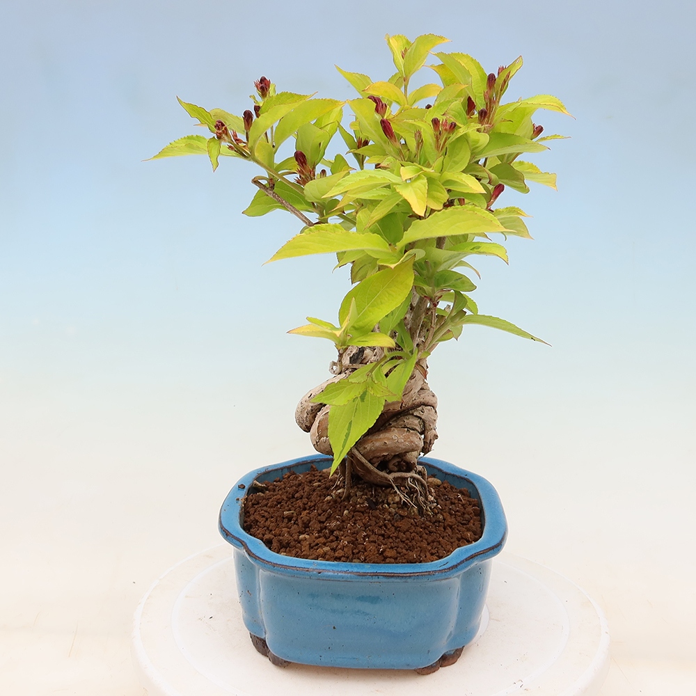 Bonsaï d'extérieur - Weigela subsessilis - Weigela de Corée