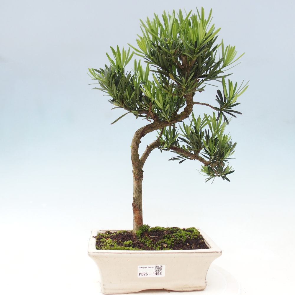 Salle bonsaï - Podocarpus - If en pierre