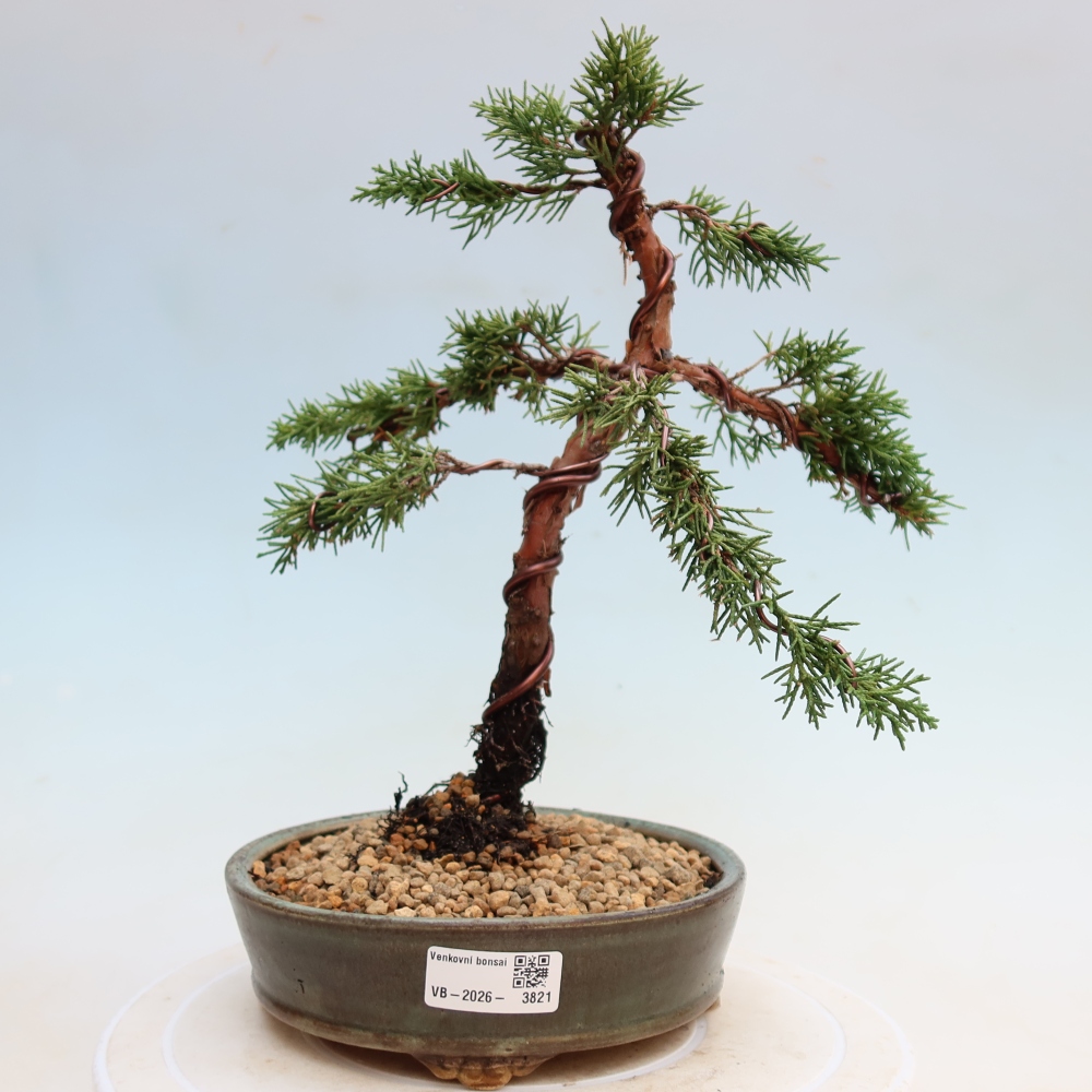 Bonsaï d'extérieur - Juniperus chinensis Kishu