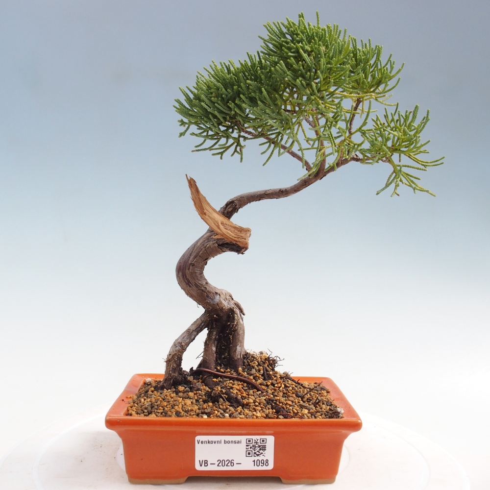 Bonsaï d'extérieur - Juniperus chinensis Kishu