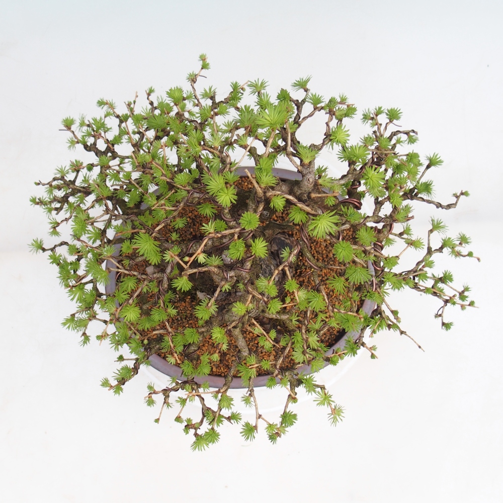 Bonsaï d'extérieur -Larix decidua - Mélèze