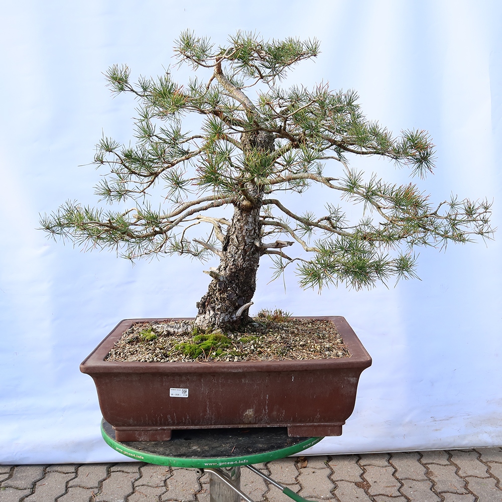Pinus sylvestris Espagne - pin sylvestre