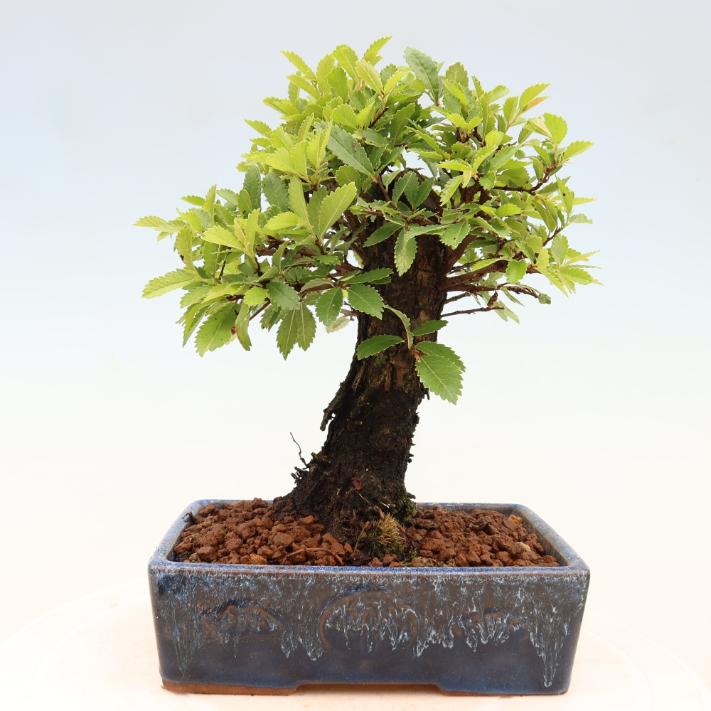 Bonsaï d'extérieur - Zelkova - Zelkova NIRE