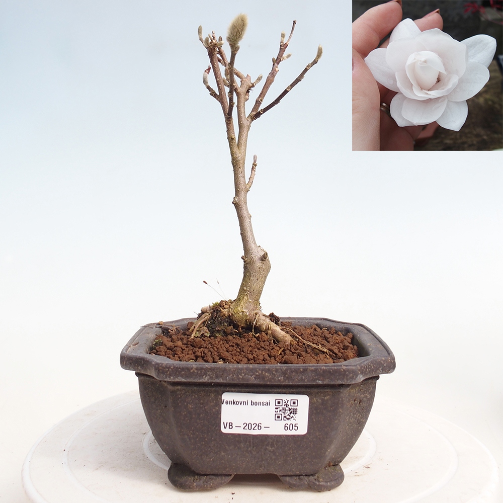 Bonsaï d'extérieur - Magnolia stellata