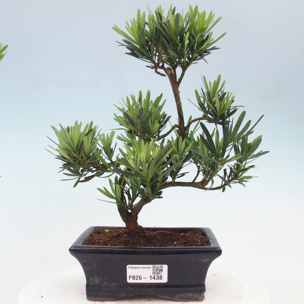 Salle bonsaï - Podocarpus - If en pierre