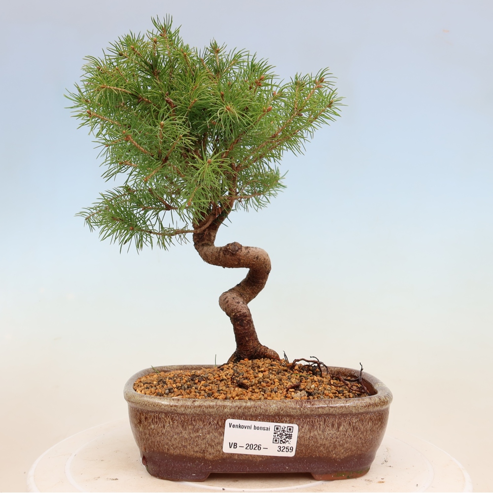 Bonsaï d'extérieur - Épicéa - Picea glauca globe