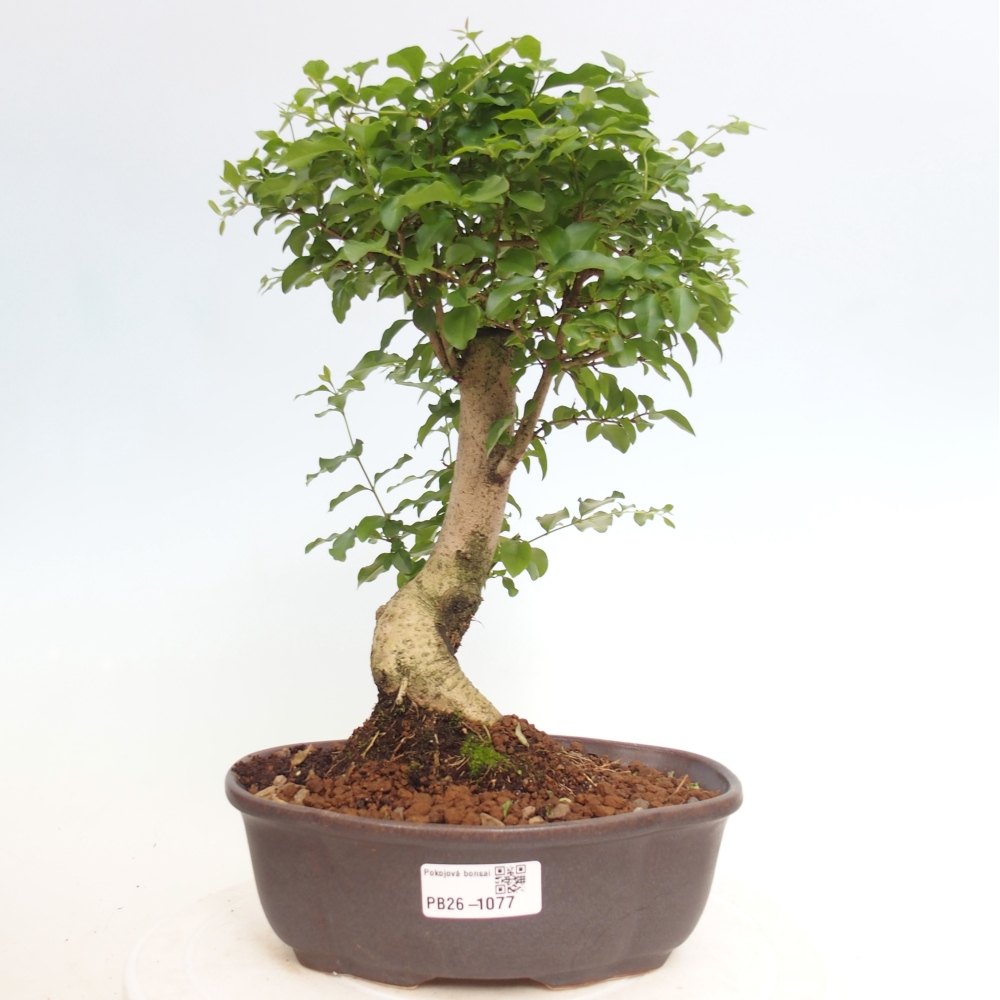 Bonsaï de chambre -Ligustrum chinensis - Bec d'oiseau