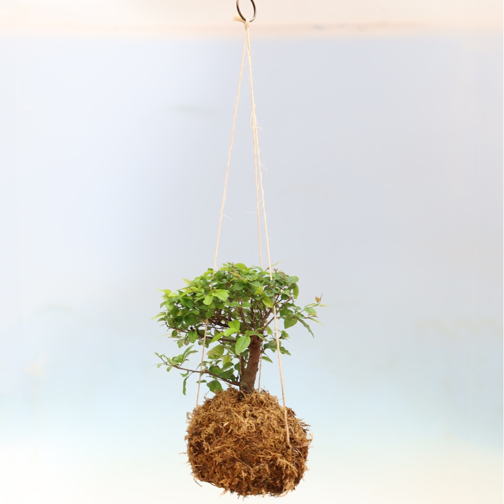 Kokedama en céramique - Thé Sagerecia - Sageretia thea