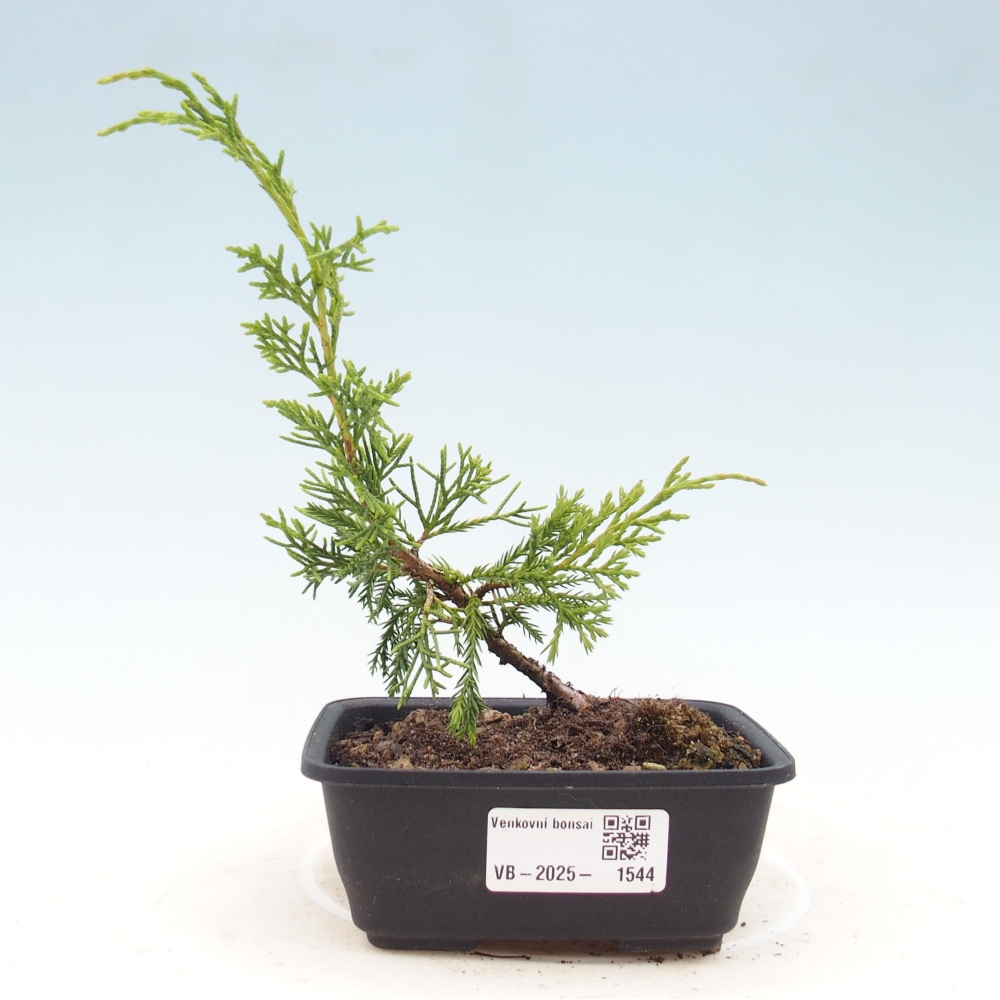 Bonsaï d'extérieur - Juniperus chinensis Itoigawa