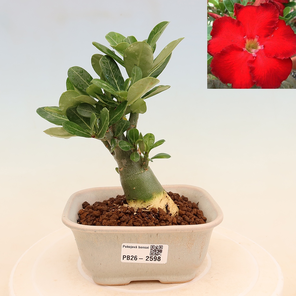 Bonsaï d'intérieur - Adenium obesum Red Star - Rose du désert