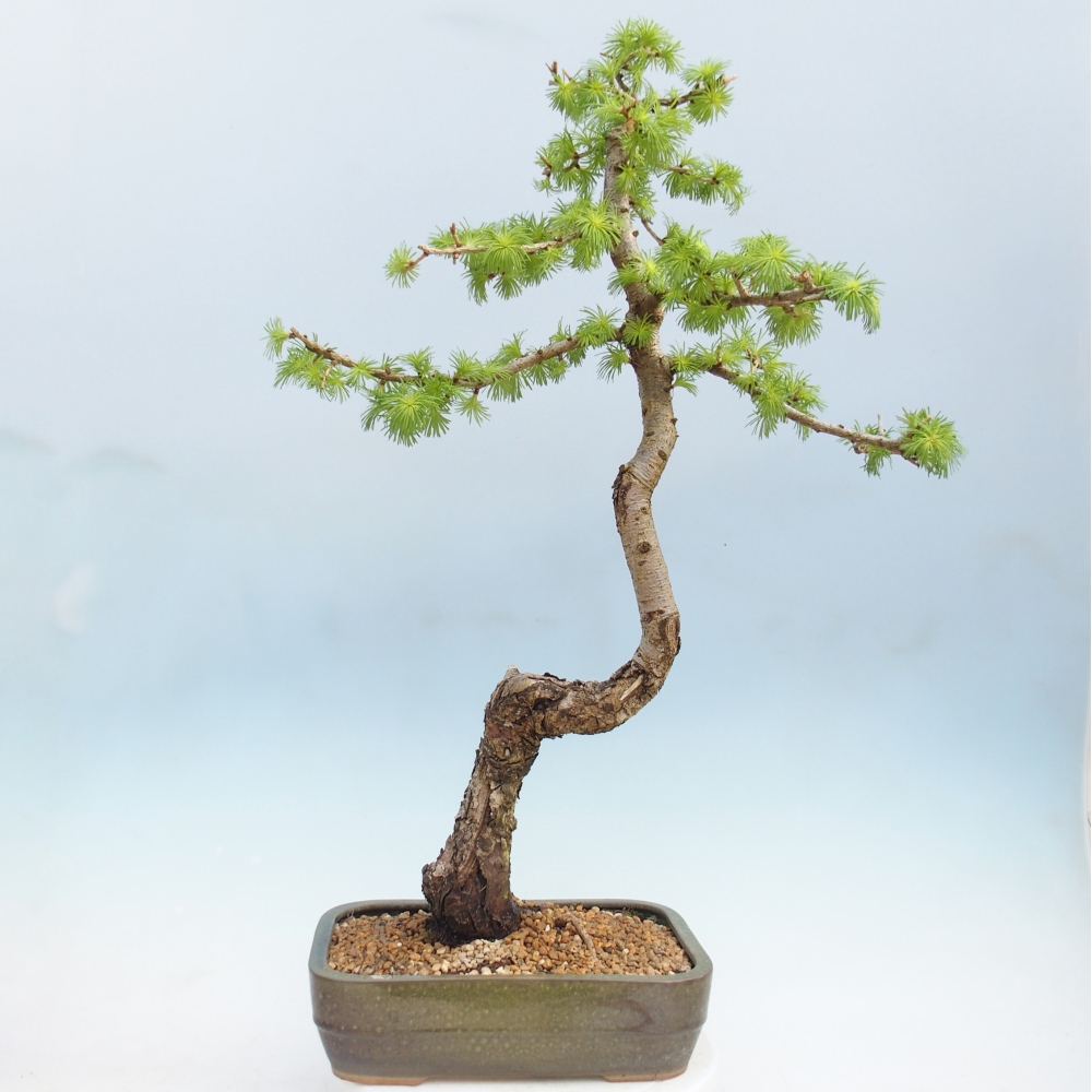 Bonsaï d'extérieur -Larix decidua - Mélèze