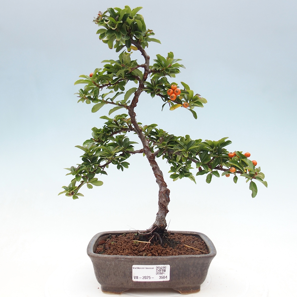 Bonsaï d'extérieur-Pyracantha Teton -Hlox