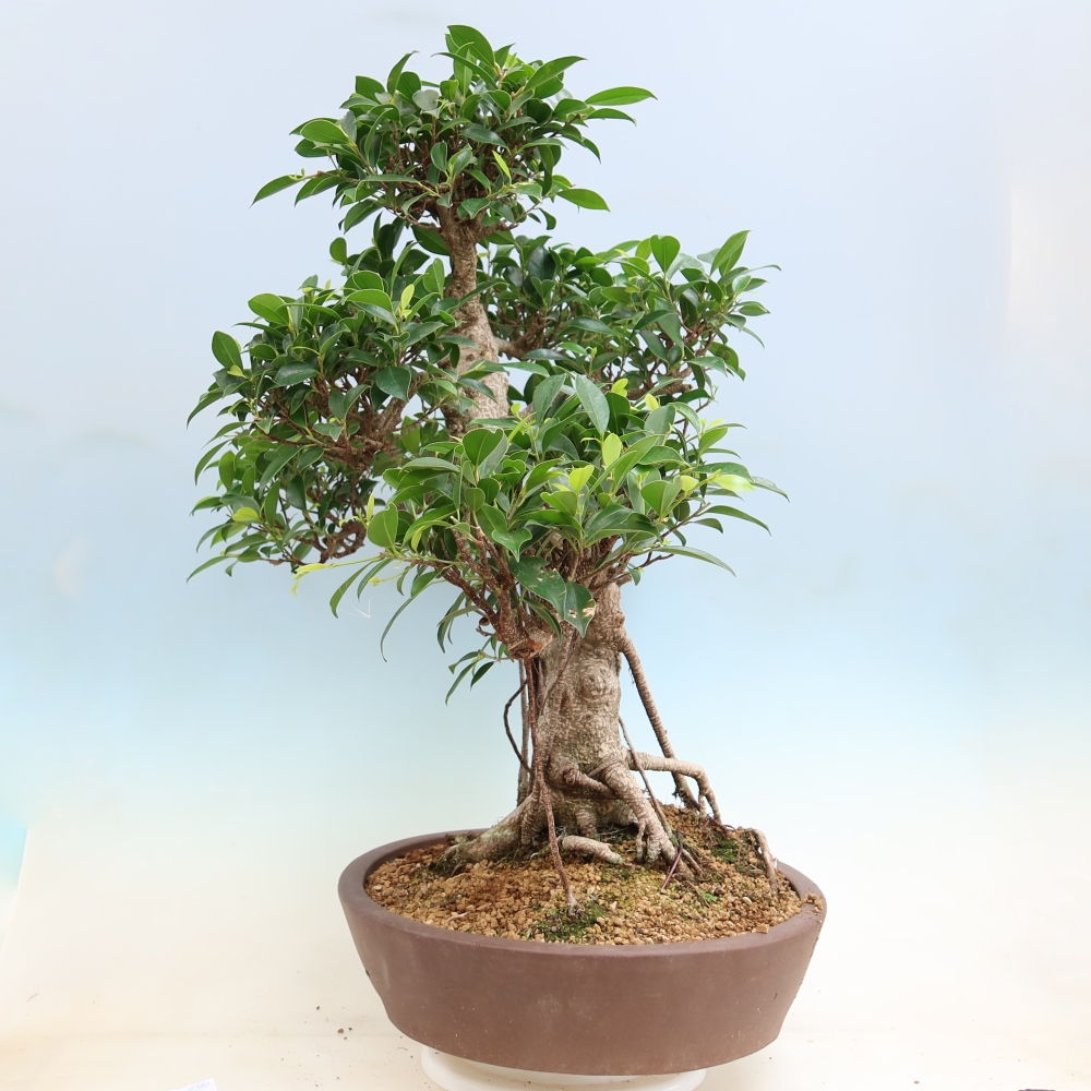 Salle bonsaï - Ficus kimmen - ficus à petites feuilles