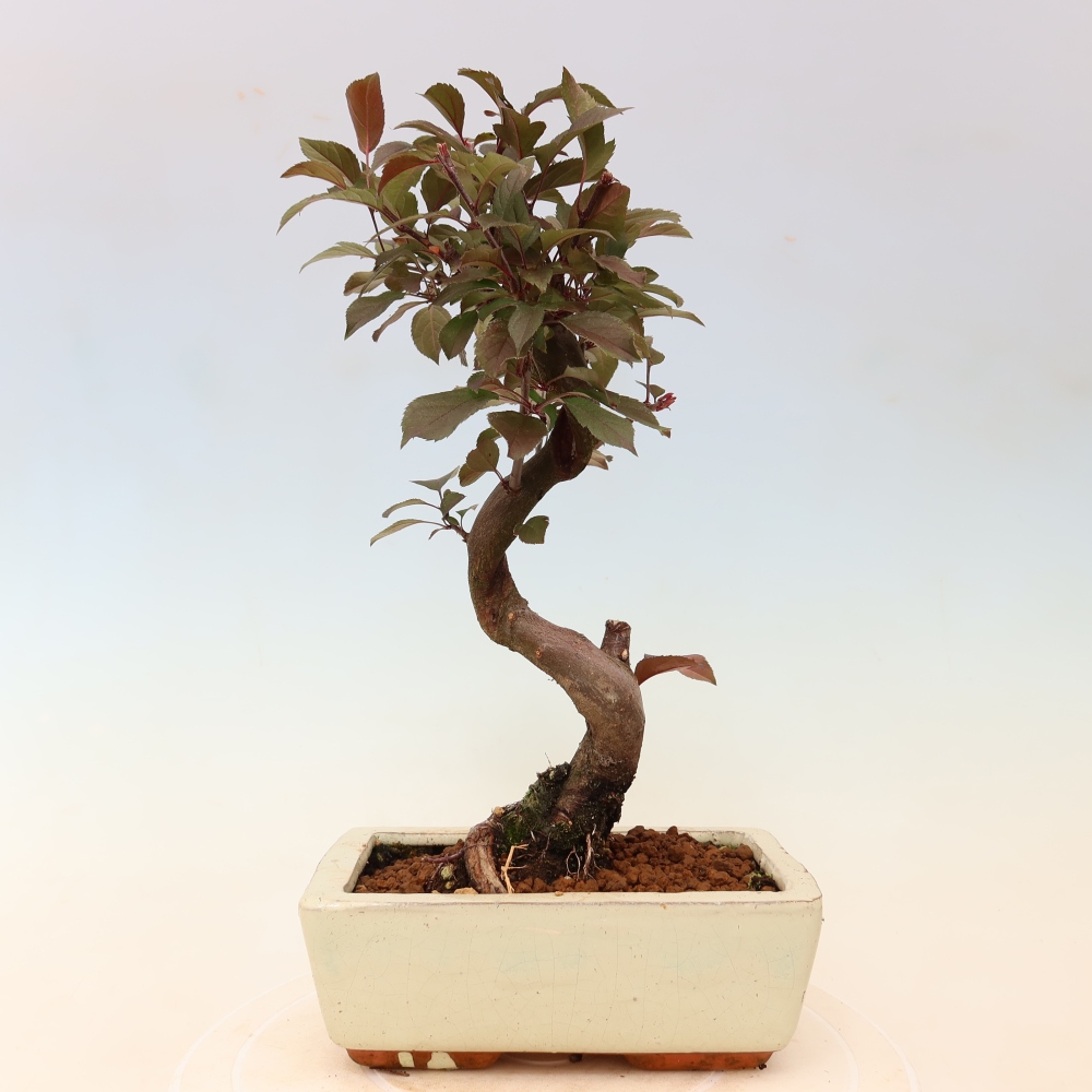 Bonsaï d'extérieur -Malus domestica - Pommier à petits fruits et à feuilles rouges
